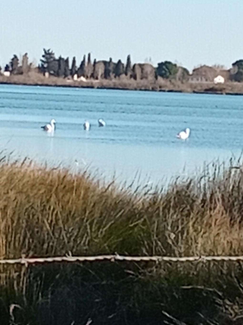 Aigues Mortes Studio De Vacances En Camargue Exterior photo